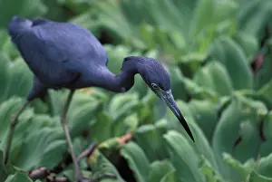 Corkscrew: Little blue heron stalking
