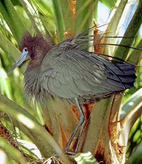 Caerulea: Little Blue Heron threat display at nest site