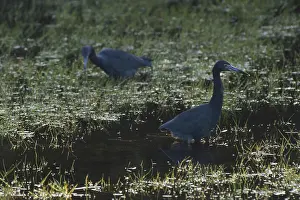 Ding: Little Blue Herons