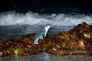 Heaps: Little blue Penguin - adult penguin just coming