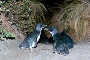 Eudyptula: Little blue Penguin - penguins just coming ashore