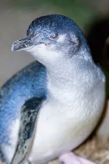 Eudyptula: Little blue Penguin - portrait of an adult penguin
