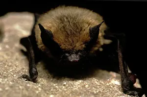 Myotis: Little Brown BAT - close-up