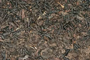 Droppings: Guano