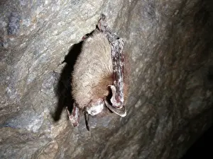 Hibernating: Little Brown Bat with White Nose Syndrome