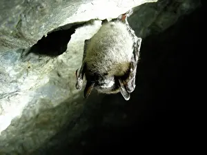 Hibernating: Little Brown Bat with White Nose Syndrome