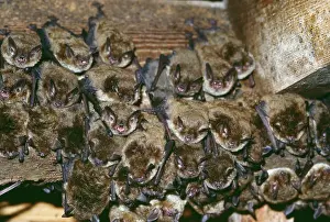 Myotis: Little Brown Bats - colony of c. 2500