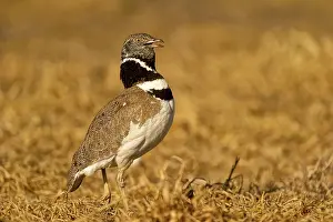Lleida: Little Bustard