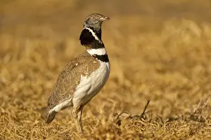 Lleida: Little Bustard