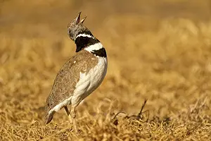 Lleida: Little Bustard