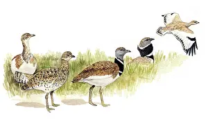 Bustard: Little Bustard