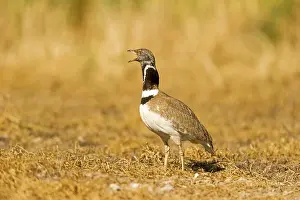Lleida: Little Bustard