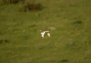 Bustards: Little Bustard - adult female in flight at dawn