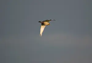 Bustards: Little Bustard - adult female in flight at dawn