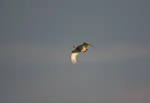 Bustards: Little Bustard - adult female in flight at dawn