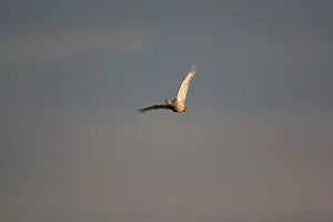 Bustards: Little Bustard - adult female in flight at dawn