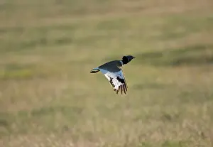 Bustards: Little Bustard - adult in flight at dawn