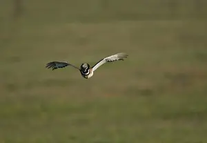 Bustards: Little Bustard - adult in flight at dawn