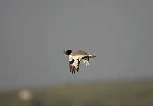 Bustards: Little Bustard - adult in flight at dawn