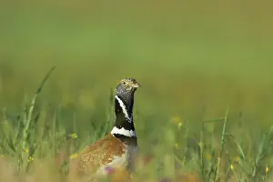 Tetrax: Little Bustard - breeding male on territory