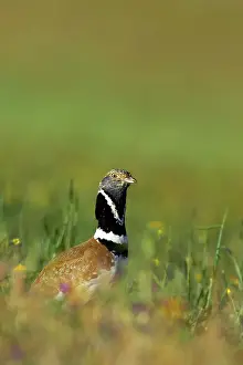Otis: Little Bustard - Breeding male on territory