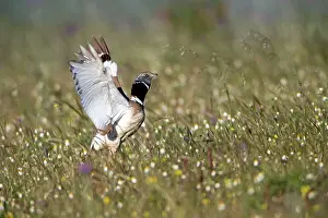 Bustards: Little Bustard - in courtship display flight Castro