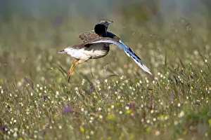 Bustards: Little Bustard - in courtship display flight Castro