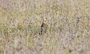 Otis: Little Bustard - female stood in grass - April