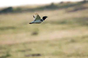 Bustards: Little Bustard - in flight
