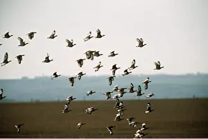 Bustard: LITTLE BUSTARD - flock in flight