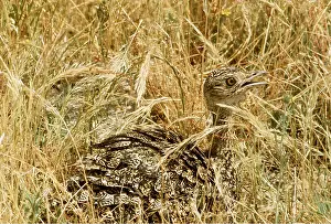 Gillean White: LITTLE BUSTARD - in grass