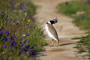 Bustards: Little Bustard - male calling from dust track during