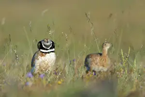 Leks: Little Bustard - male chasing female at lek