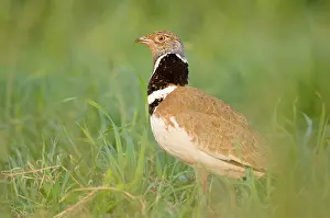 Tetrax: Little Bustard - Male - Display