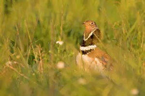 Tetrax: Little Bustard - Male - Display