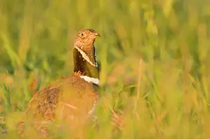 Tetrax: Little Bustard - Male - Display