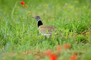 Tetrax: Little Bustard - Male - display