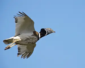 Otis: Little Bustard - male in flight