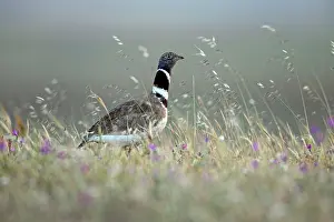 Tetrax: Little Bustard - male on grassland