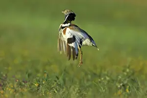 Tetrax: Little Bustard - male jumping display