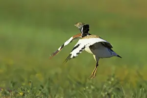 Tetrax: Little Bustard - male jumping display