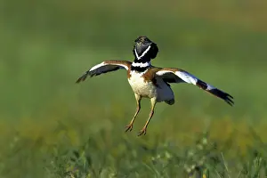 Otis: Little Bustard - male - jumping display