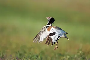 Otis: Little Bustard - male jumping display