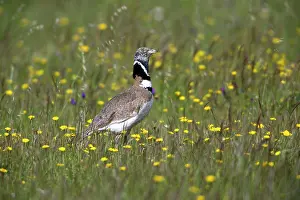 Bustards: Little Bustard - male in meadow Castro Verde, Alentejo