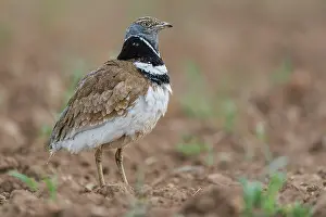 Neck: Little Bustard (Tetrax tetrax) in a field, courtship
