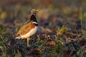 Bustard: Little Bustard (Tetrax tetrax) male