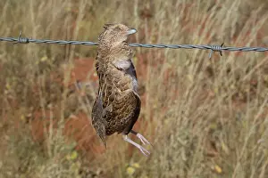 Quails: Little Button-quail - caught on a barbed-wire fence