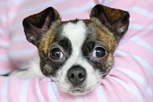 Chihuahua: Little Chihuahua Dog, animal portrait, Germany