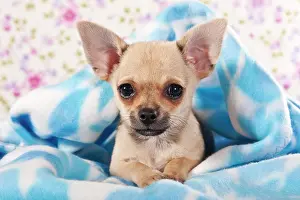 Blankets: Little Chihuahua puppy, wrapped in a cuddly blanket
