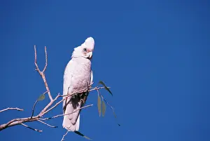 Sanguinea: Little Corella